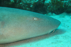 Ocho Rios Shark Encounter cruise excursion